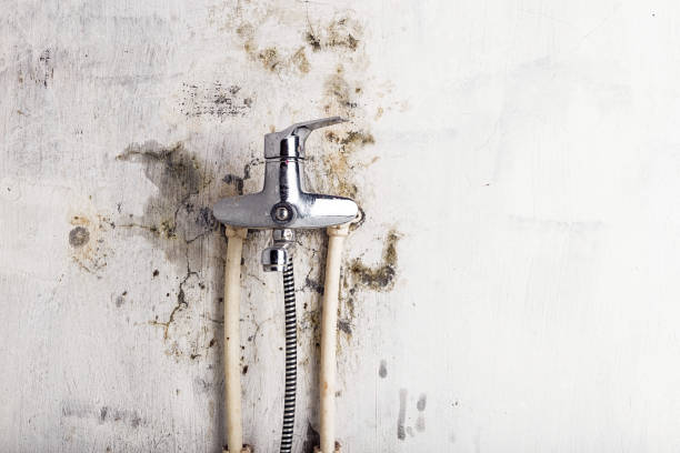 Best Fast Mold Removal  in Morristown, NJ