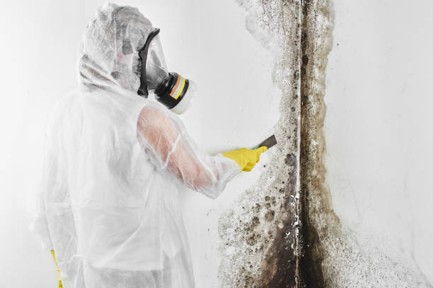Morristown, NJ Mold Removal Company