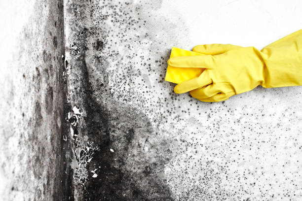 Best Best Mold Removal Companies  in Morristown, NJ