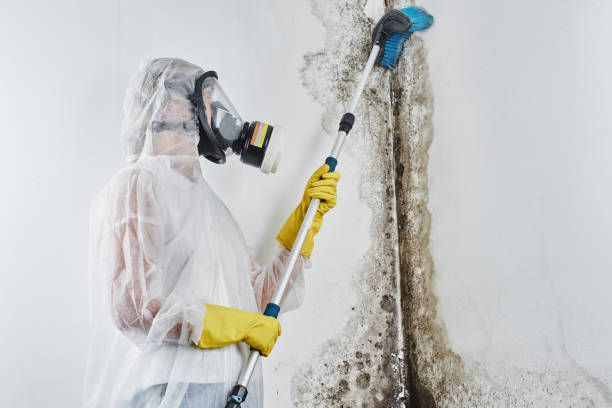 Best Mold Removal Near Me  in Morristown, NJ