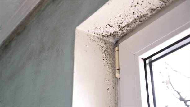 Best Emergency Mold Removal  in Morristown, NJ