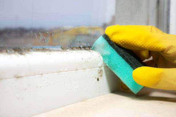 Best Toxic Mold Removal  in Morristown, NJ