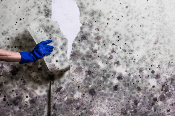 Best Same-Day Mold Removal  in Morristown, NJ